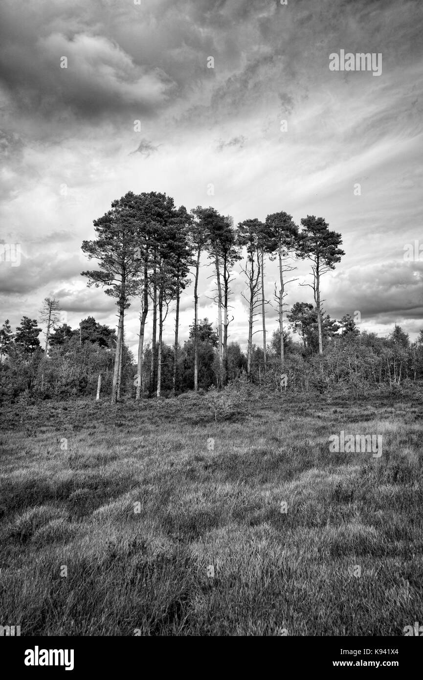 Alberi all'orizzonte con moody sky, Thursley Riserva Naturale, Foto Stock
