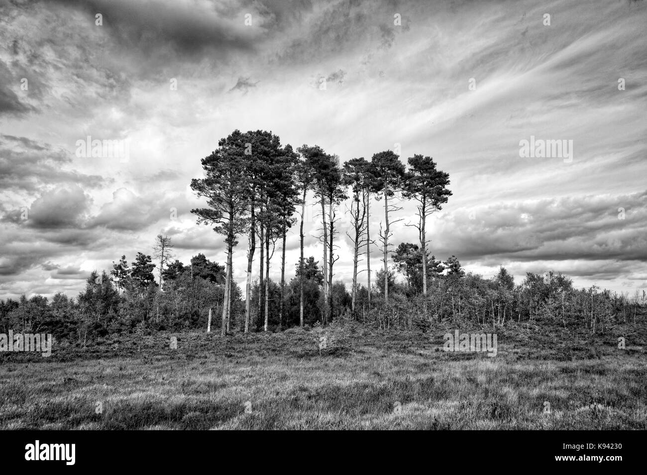 Alberi all'orizzonte con moody sky, Thursley Riserva Naturale, Foto Stock