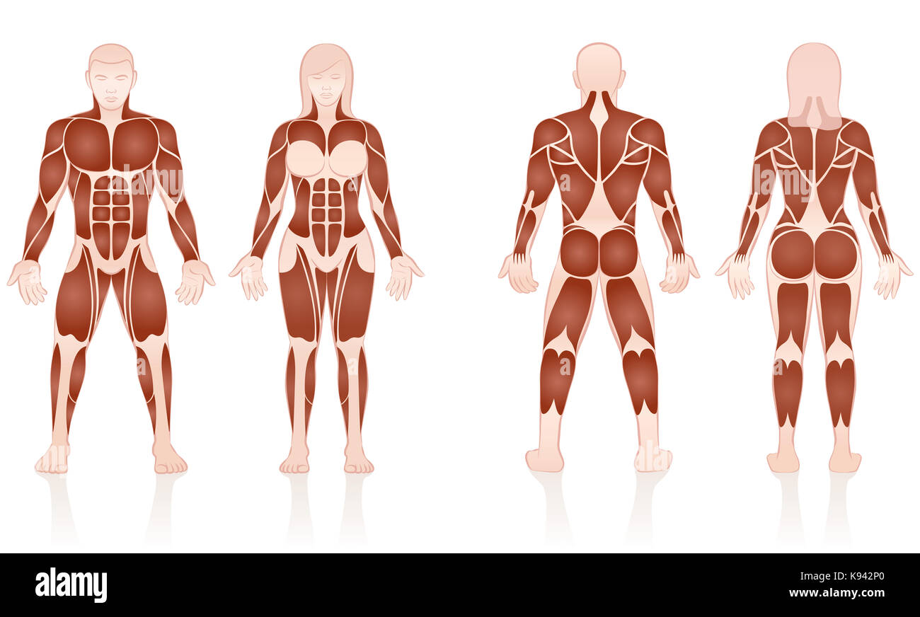 Maschio e femmina di muscoli - grandi gruppi muscolari di uomini e donne a confronto - Vista anteriore e posteriore - illustrazione su sfondo bianco. Foto Stock