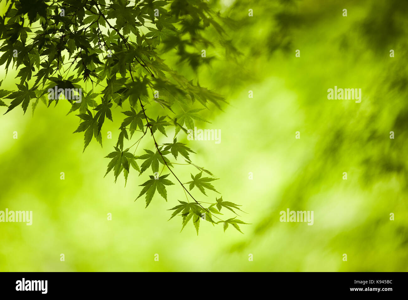 Rami di un giapponese di acero con foglie verdi, profilo distintivo di foglie palmate forma. Foto Stock