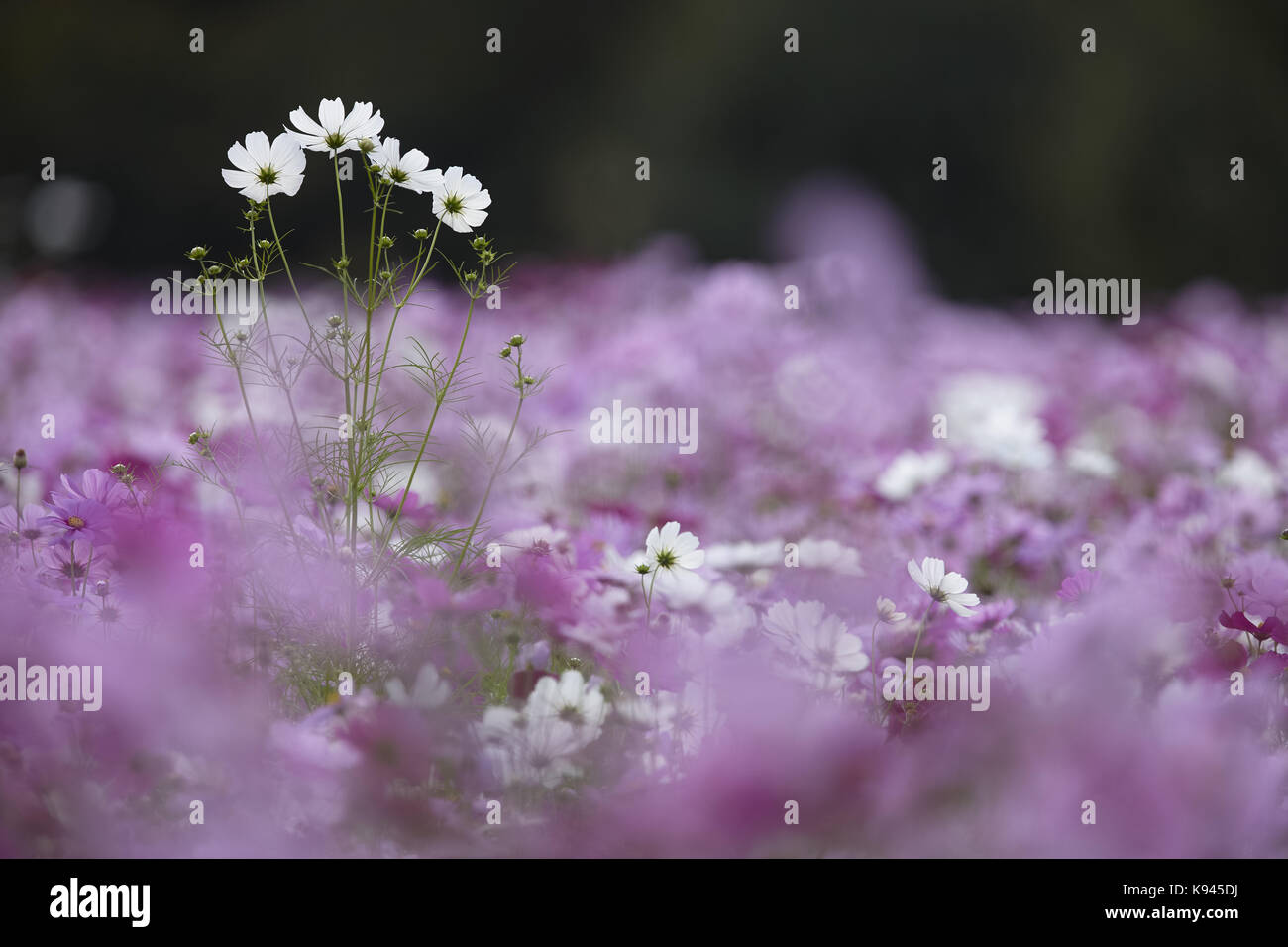 Vista superficiale del campo bianco e rosa fiori cosmos, uno alto fiore bianco spike sopra il resto. Foto Stock