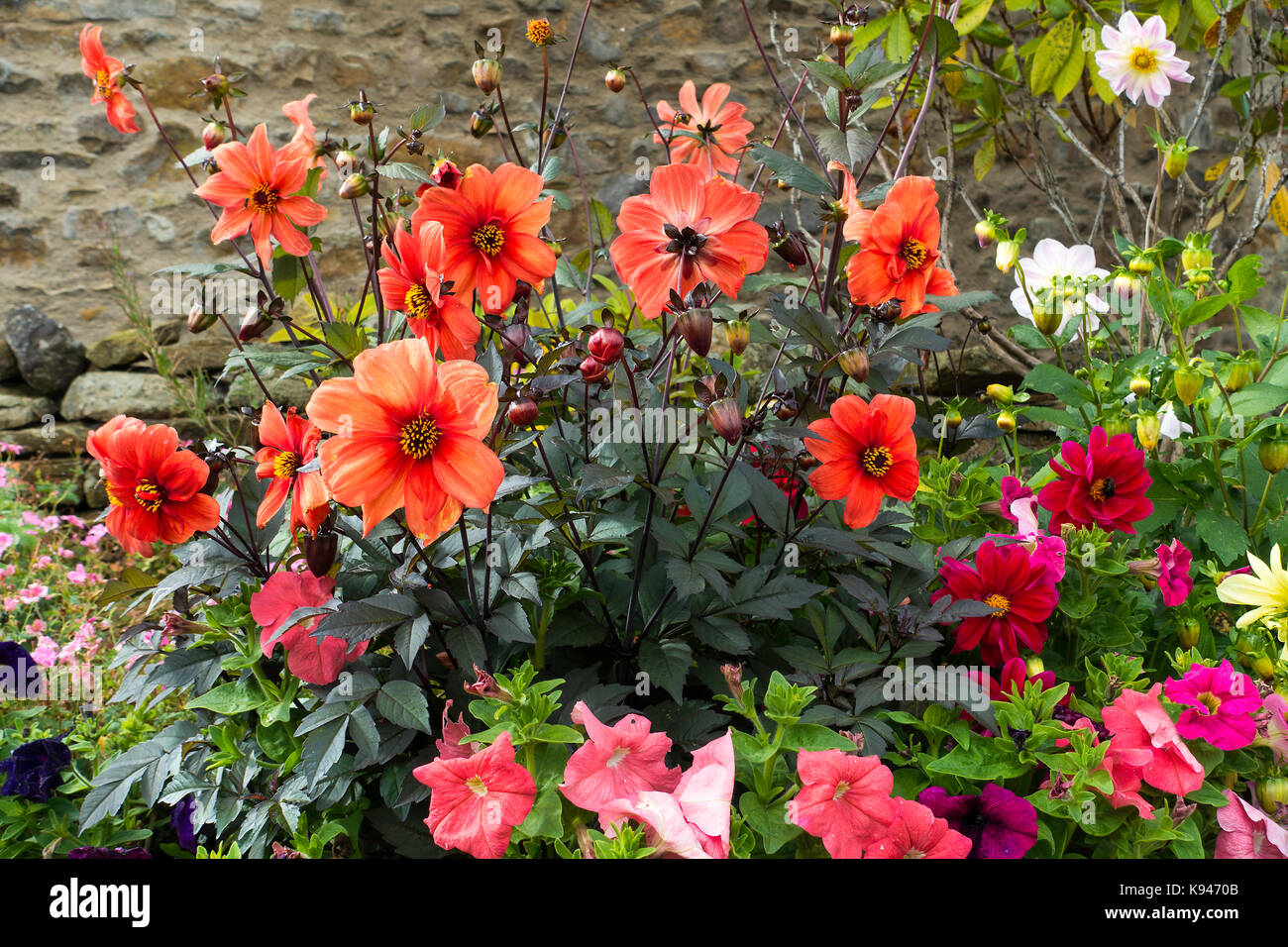 Bellissimo Display di Dahlia fiori in un giardino cottage di Bainbridge Yorkshire Dales National Park England Regno Unito Regno Unito Foto Stock