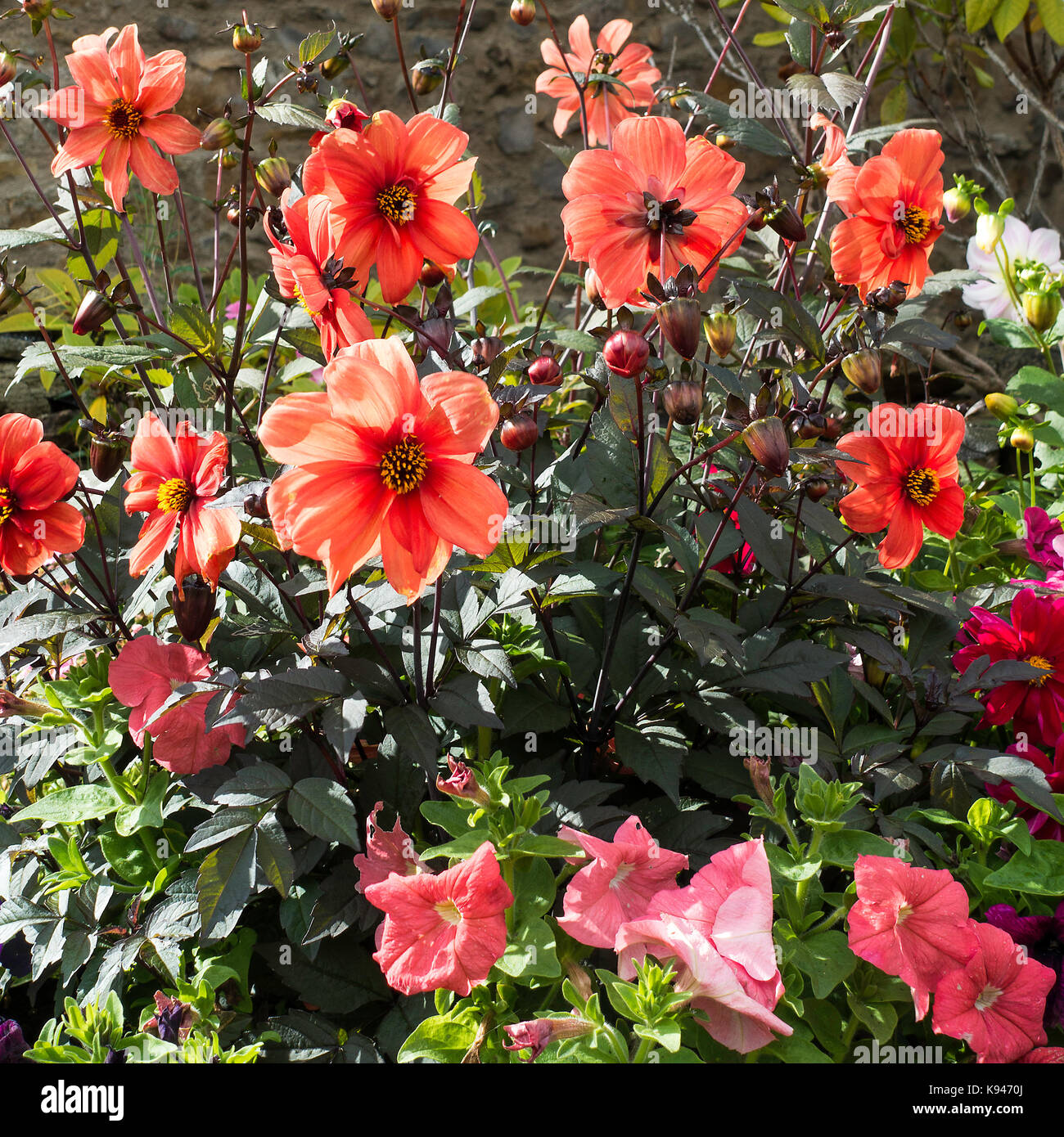 Bellissimo Display di Dahlia fiori in un giardino cottage di Bainbridge Yorkshire Dales National Park England Regno Unito Regno Unito Foto Stock
