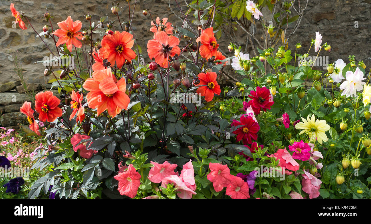 Bellissimo Display di Dahlia fiori in un giardino cottage di Bainbridge Yorkshire Dales National Park England Regno Unito Regno Unito Foto Stock
