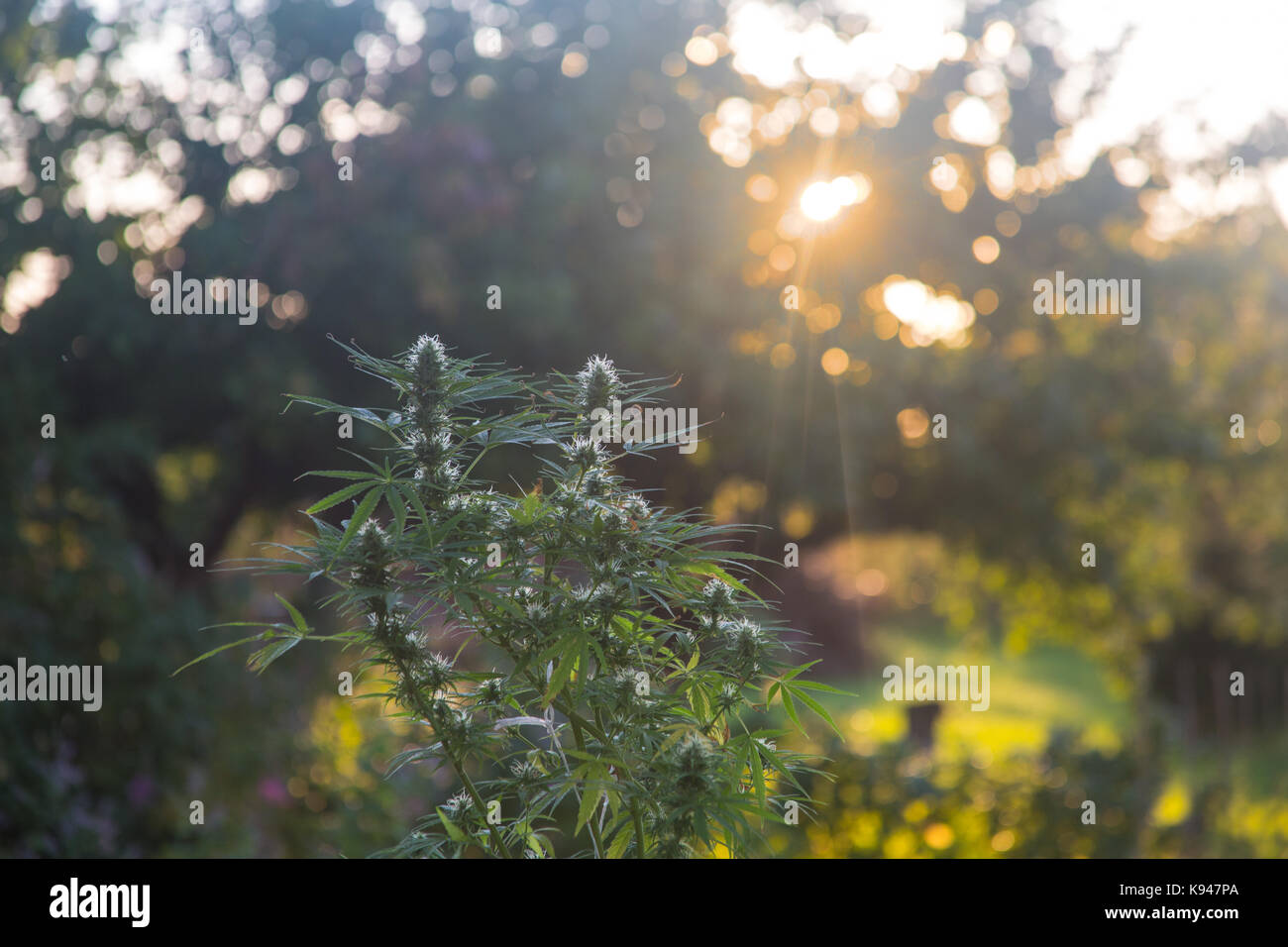 Un medicinali di cannabis sativa pianta nel tramonto Foto Stock