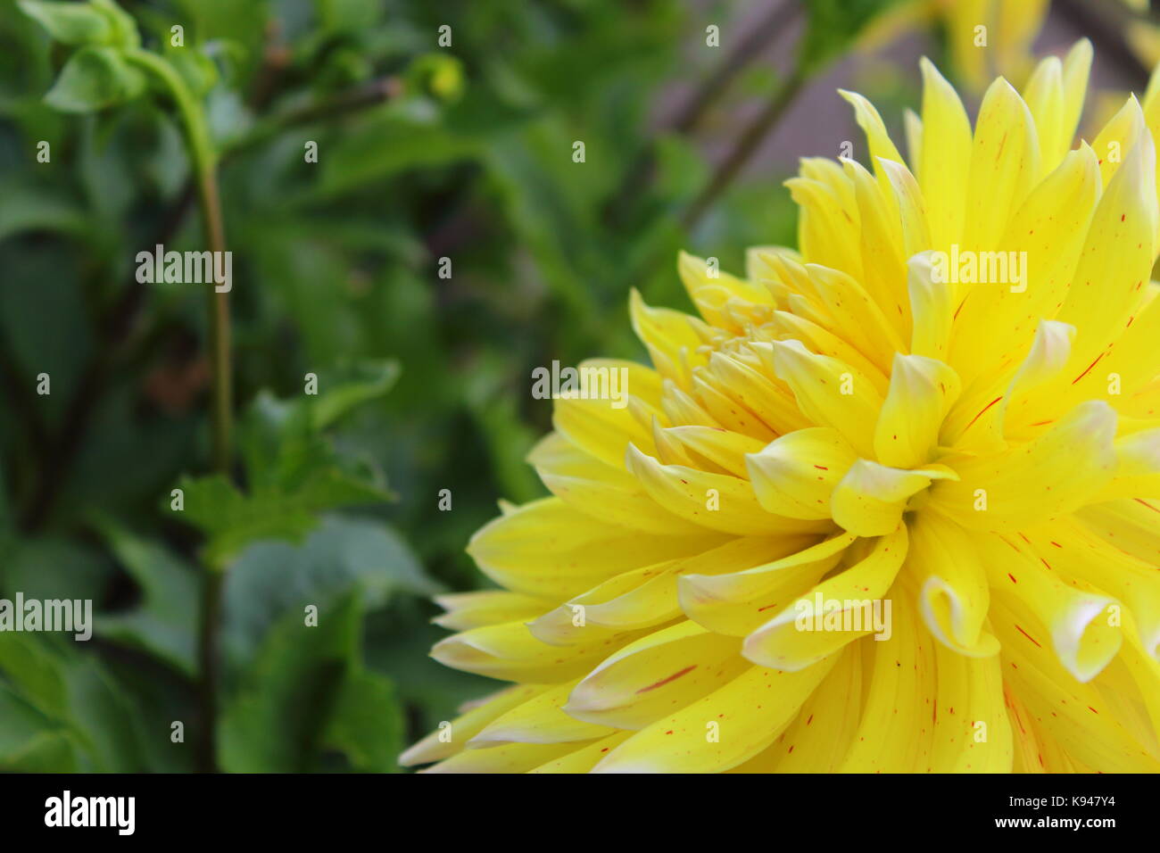 Il giallo fiore dahlia akita Giallo in fiore Foto Stock