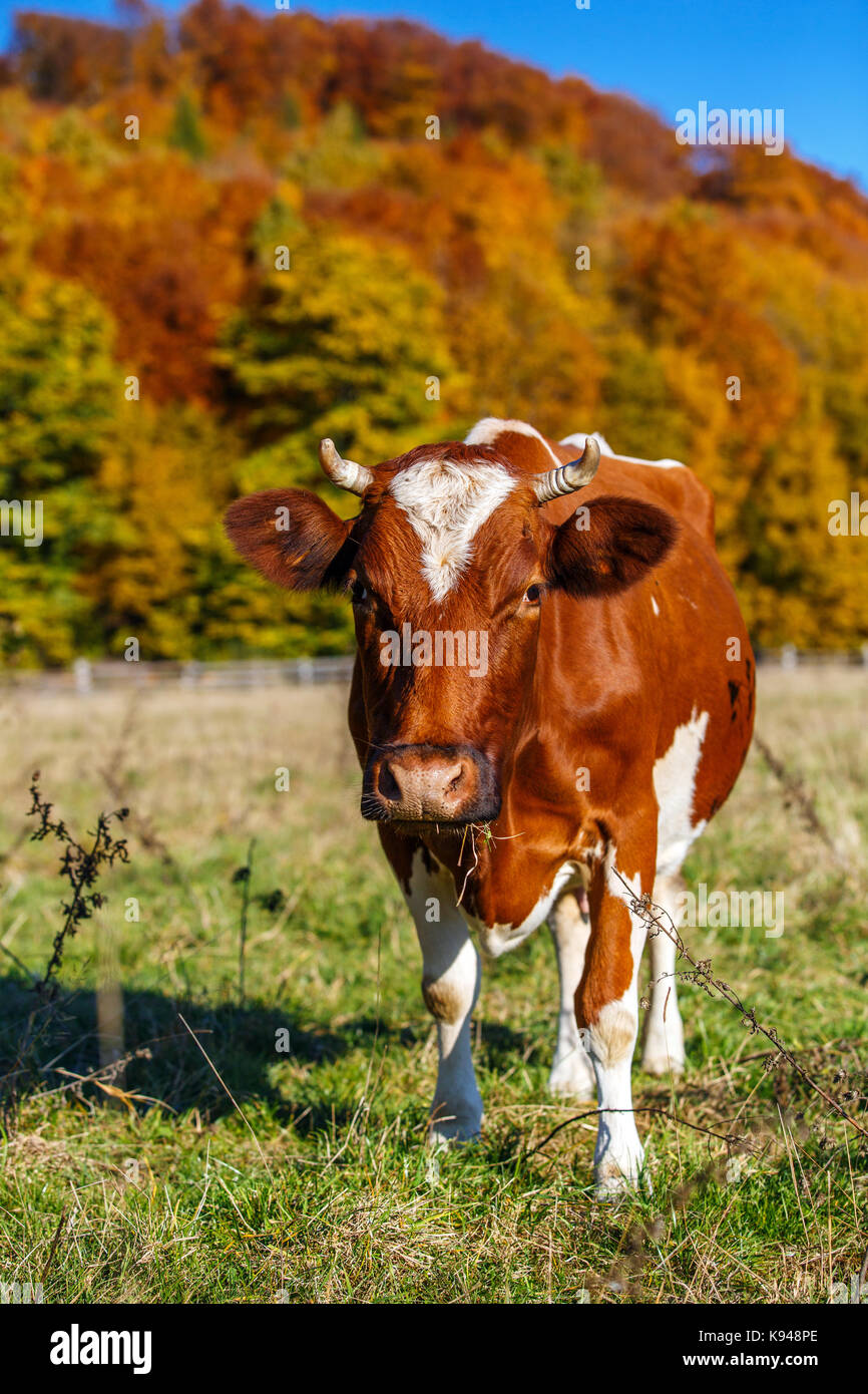 Paesaggio autunnale mucca pascolare. mucca pascolare nel prato in autunno. mucca lambisce vicino alla foresta di autunno. Foto Stock