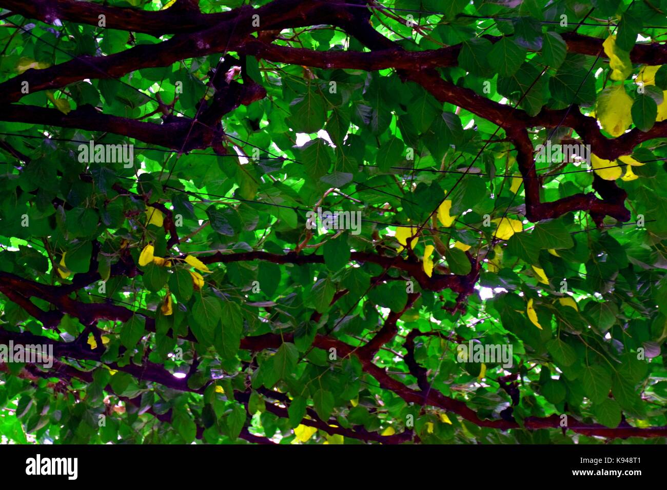 Abstract tetto di aristolochia macrophylla in riva al lago di garda, Italia, a cupola o la parte superiore di un olandese il tubo, ranghi di una pipevine Foto Stock