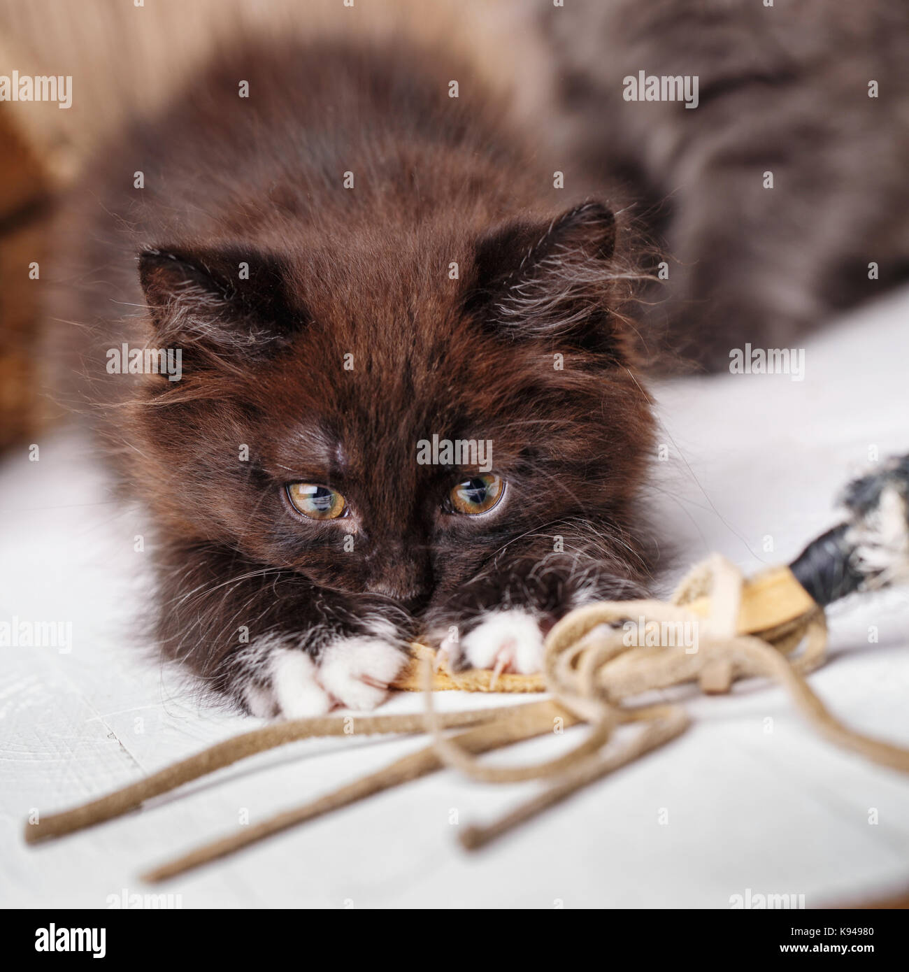 Curili Bobtail cat gioca con un giocattolo Foto Stock