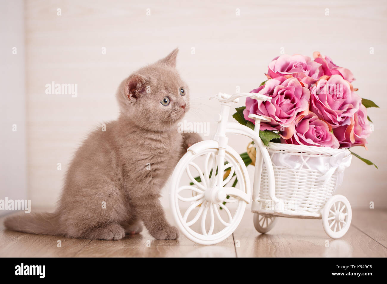 Colore cyamine scottish cat giocando con un vaso decorativo con fiori Foto Stock