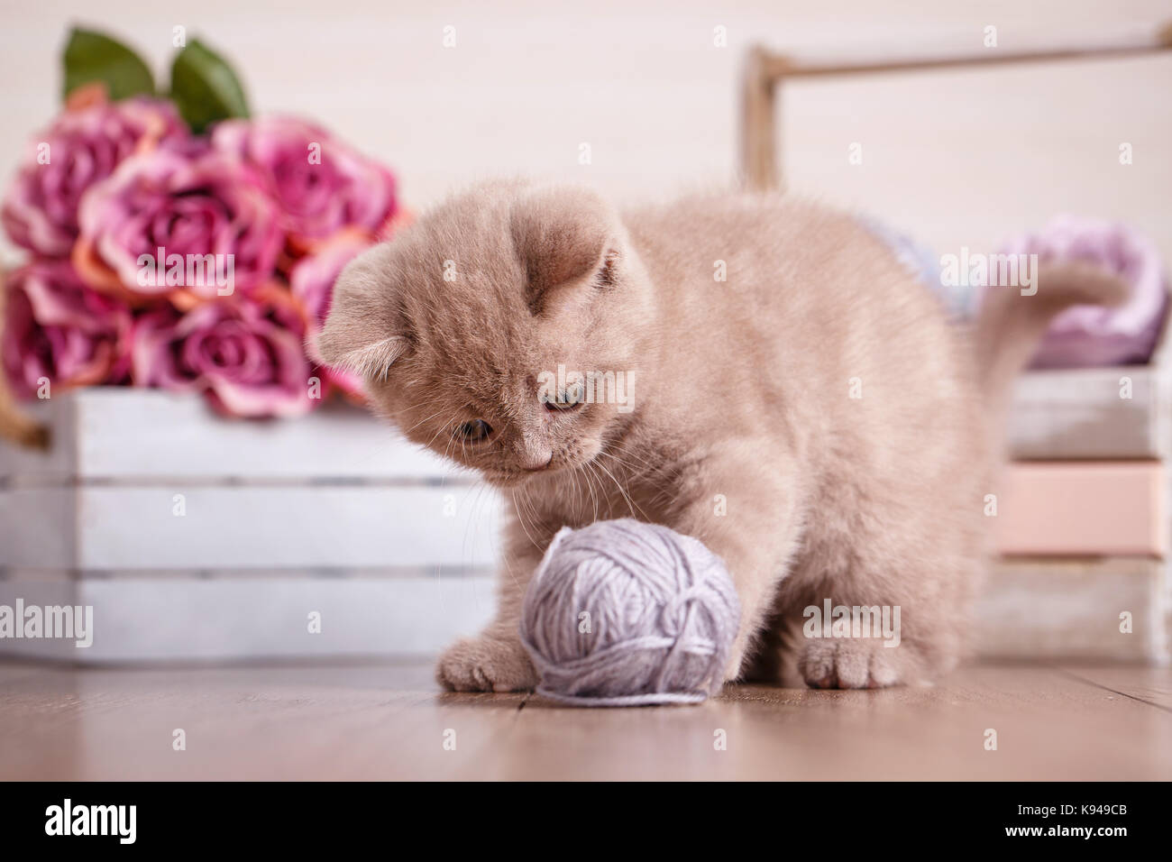 Scozia cat, gattino. poco giocoso gattino con sfera di thread Foto Stock