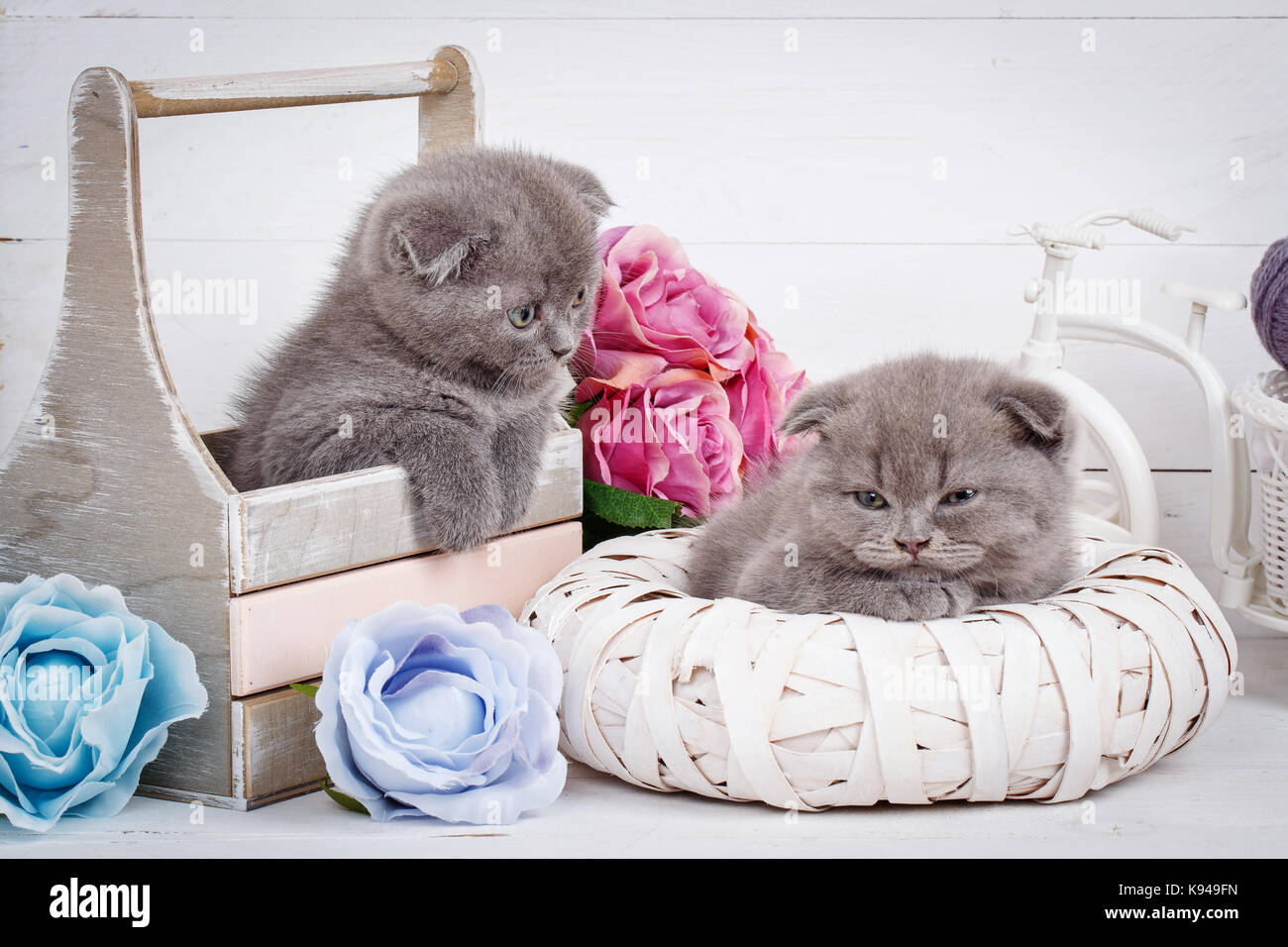 Grigio dannoso gattini scozzese dopo un gioco attivo. dormire Scottish Fold gatti Foto Stock