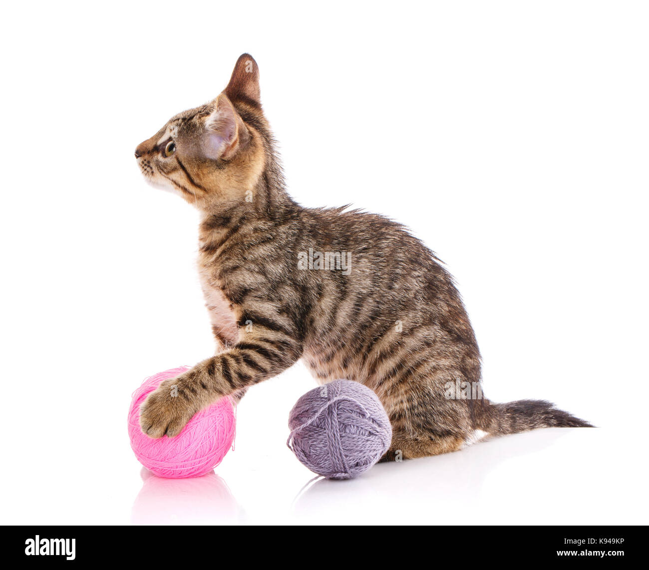 Il gatto è isolato su bianco. gattino è giocato con una palla di filo. Foto Stock