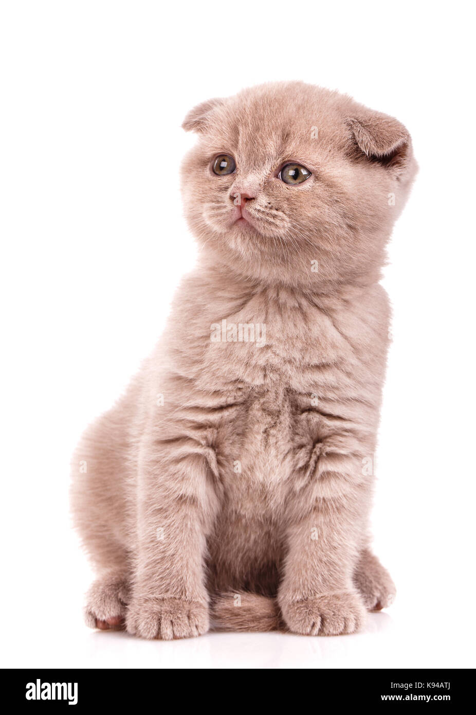 Ritratto di carino Scottish Fold gattino Foto Stock