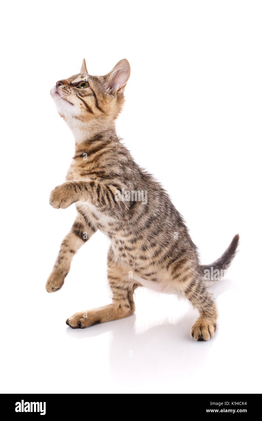 Giocoso striped cat. striscia la Kitty è in riproduzione. Foto Stock