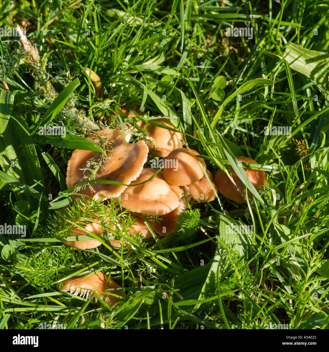 Marasmius Oreades, fairy ring champignon, funghi selvatici che crescono su erba in primo autunno, Turbary comune natura riserva, Dorset, Regno Unito Foto Stock