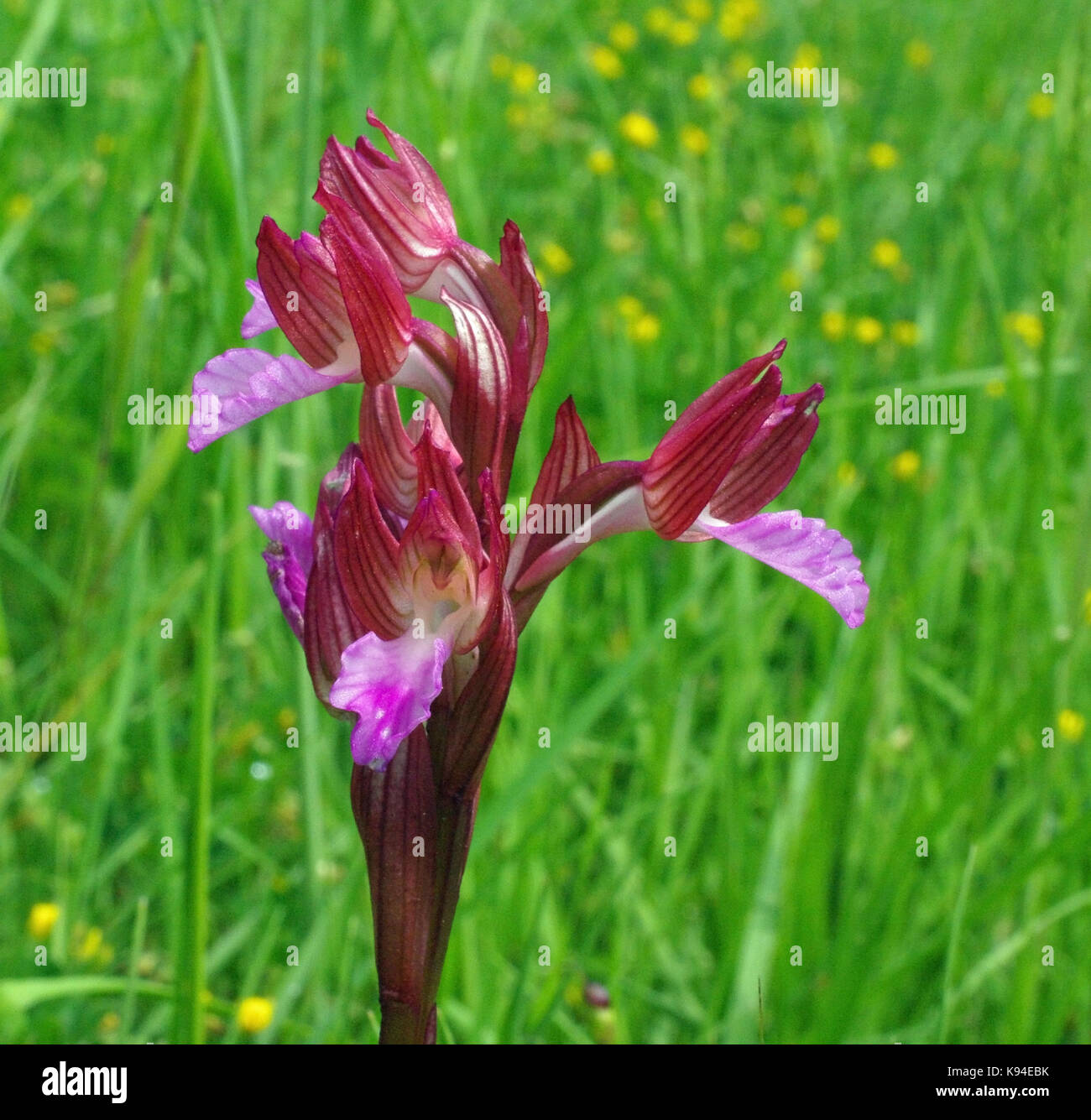 Il millefiori orchis papilionacea, la farfalla orchis, dalla famiglia Orchidaceae Foto Stock