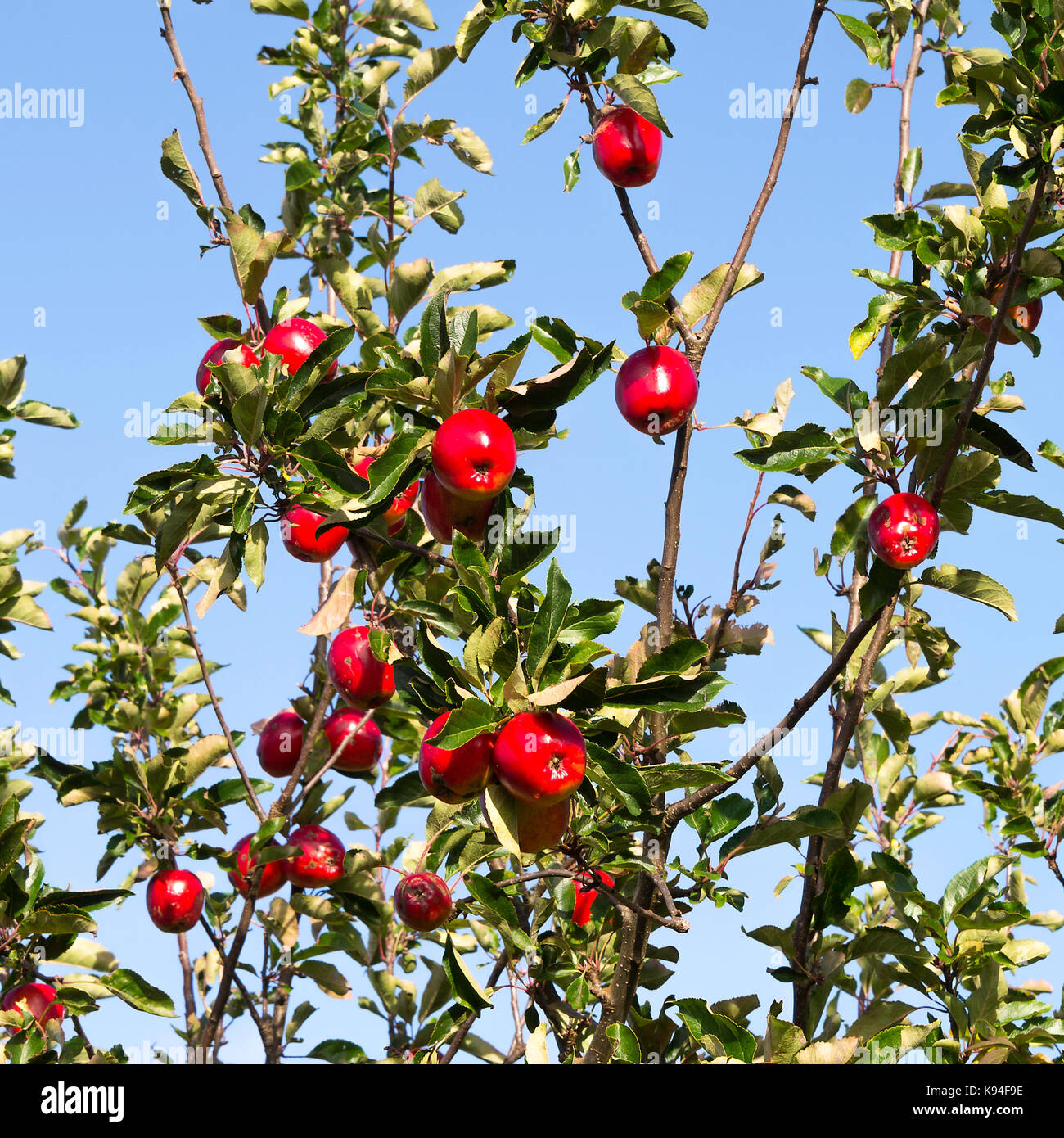 Bella rossa di mangiare le mele su un albero in un giardino di Bainbridge North Yorkshire England Regno Unito Regno Unito Foto Stock