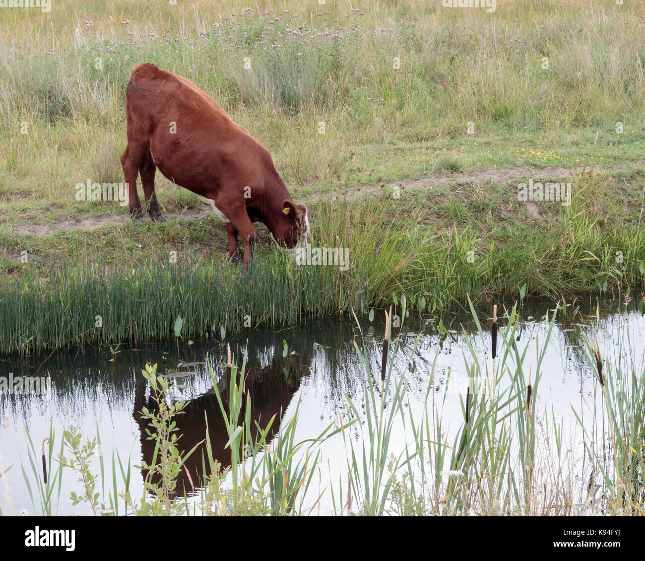 Mucca marrone di bere da un flusso, st aidans rspb Bird Sanctuary, Leeds Foto Stock
