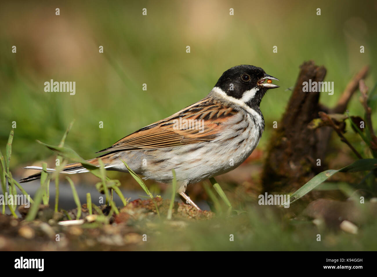 Comune maschio reed bunting (emberiza schoeniclus) è un uccello passerine nel pavese di famiglia emberizidae, impressa nel mio giardino nella luce del sole di mattina Foto Stock