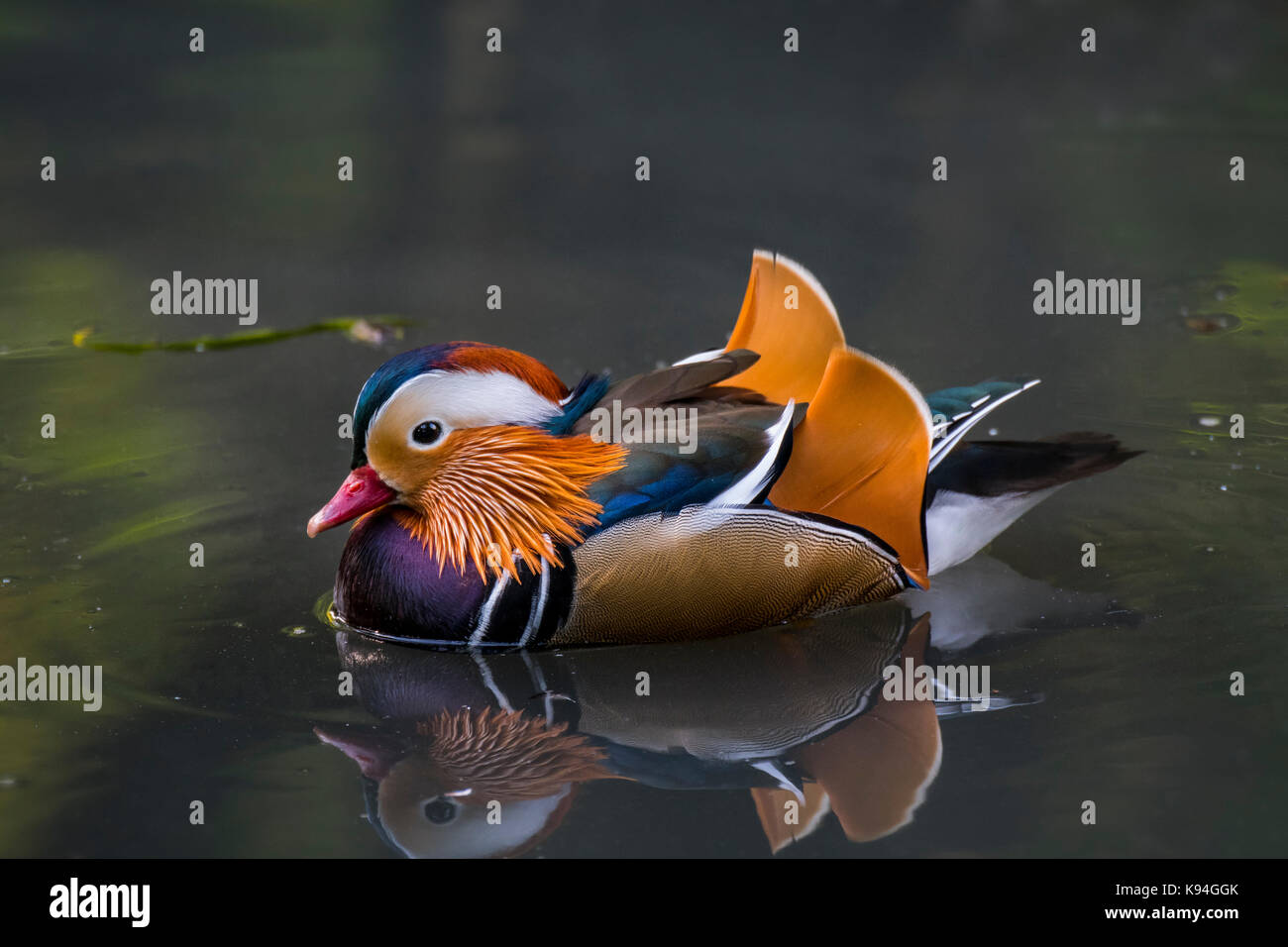 Anatra di mandarino (aix galericulata) maschio nuotare nel laghetto, nativo di Asia orientale Foto Stock