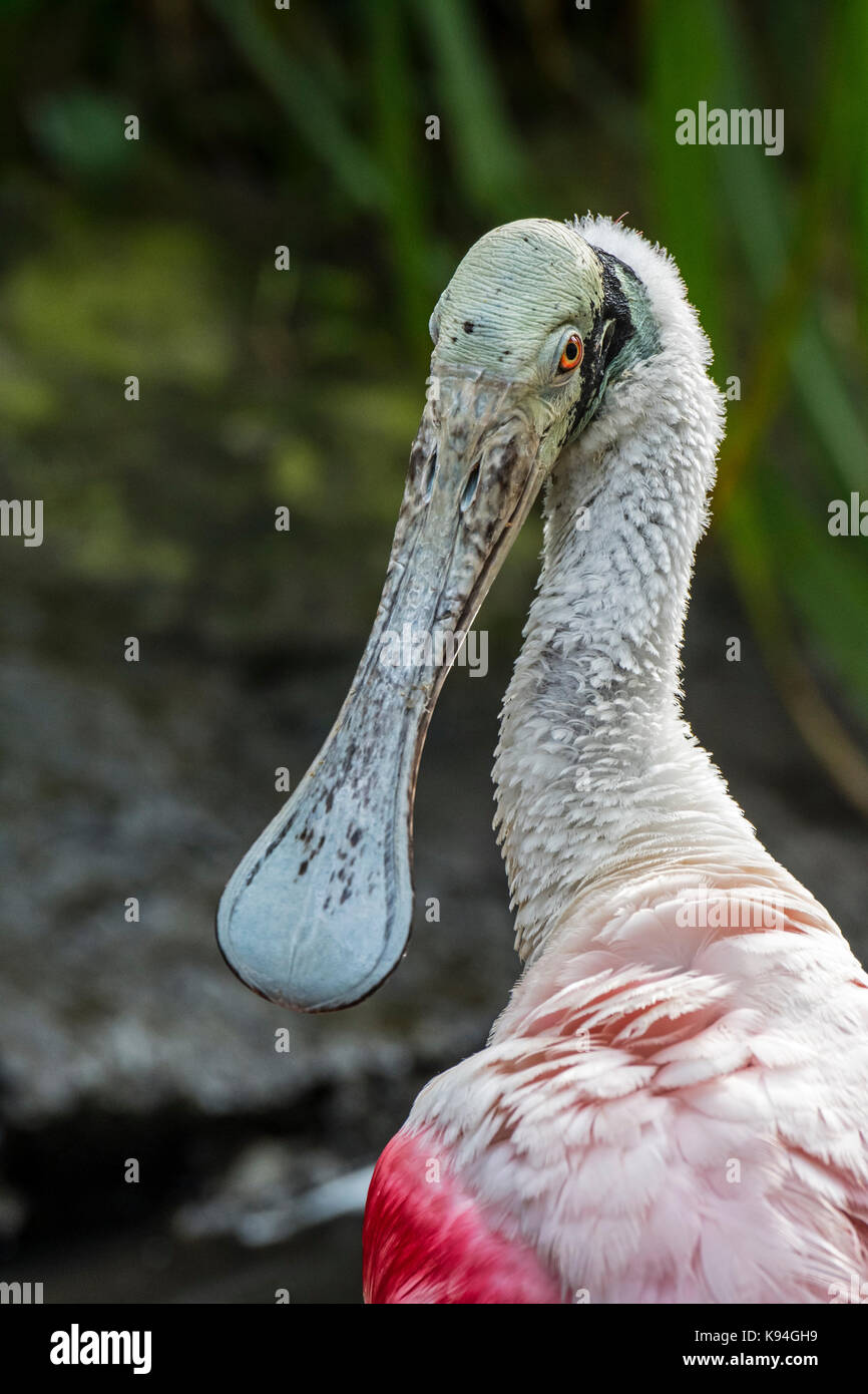 Roseate spatola (Platalea ajaja / ajaja ajaja) in prossimità della testa e spatulate bill Foto Stock