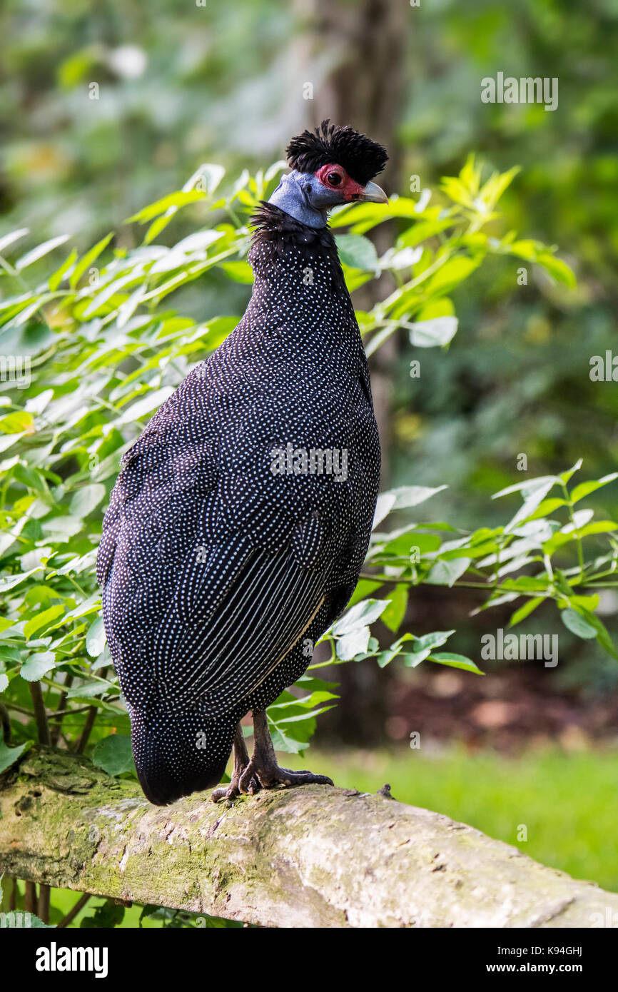 Crested faraone (guttera pucherani) nativa per l'Africa sub-sahariana Foto Stock