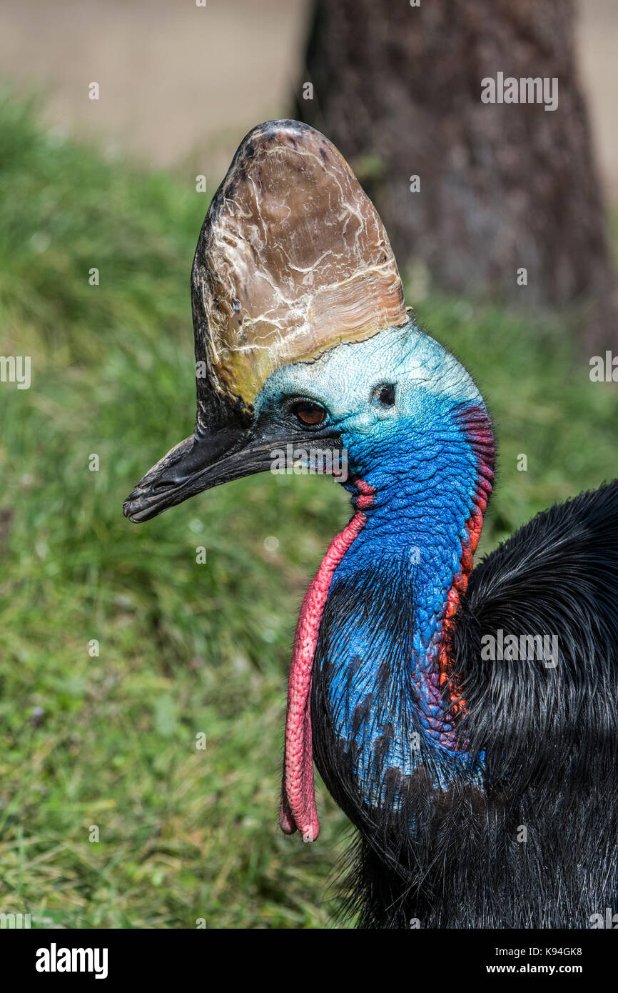 Casuario meridionale / doppio casuario wattled / casuario australiano (casuarius casuarius) nativi di Indonesia, Nuova Guinea e nel nordest australia Foto Stock