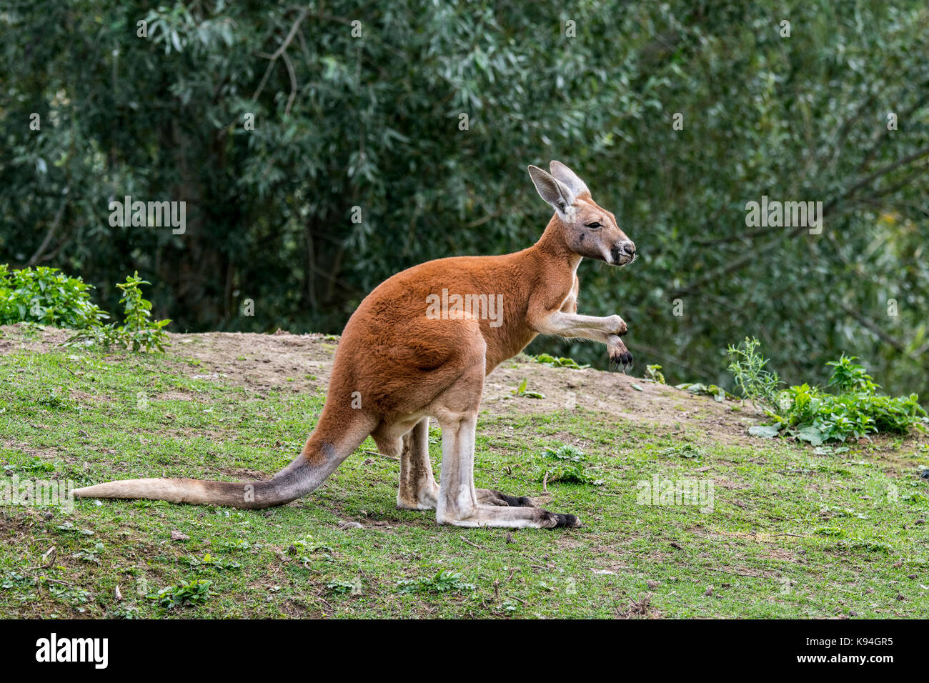 Canguro rosso (macropus rufus) maschio, nativo di australia Foto Stock