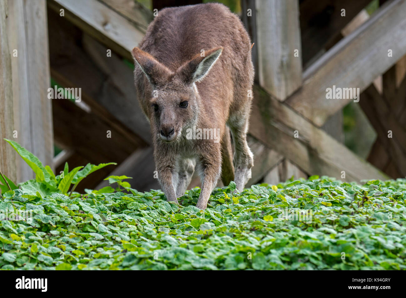 Occidentale canguro grigio / nero-di fronte kangaroo / mallee kangaroo / fuligginosa kangaroo (macropus fuliginosus), nativo di australia Foto Stock