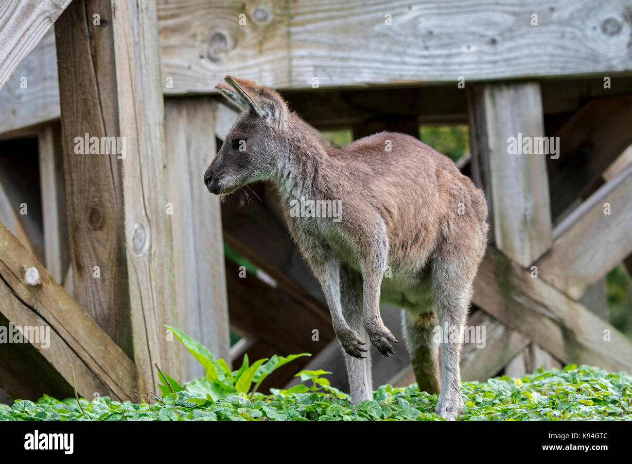 Occidentale canguro grigio / nero-di fronte kangaroo / mallee kangaroo / fuligginosa kangaroo (macropus fuliginosus), nativo di australia Foto Stock