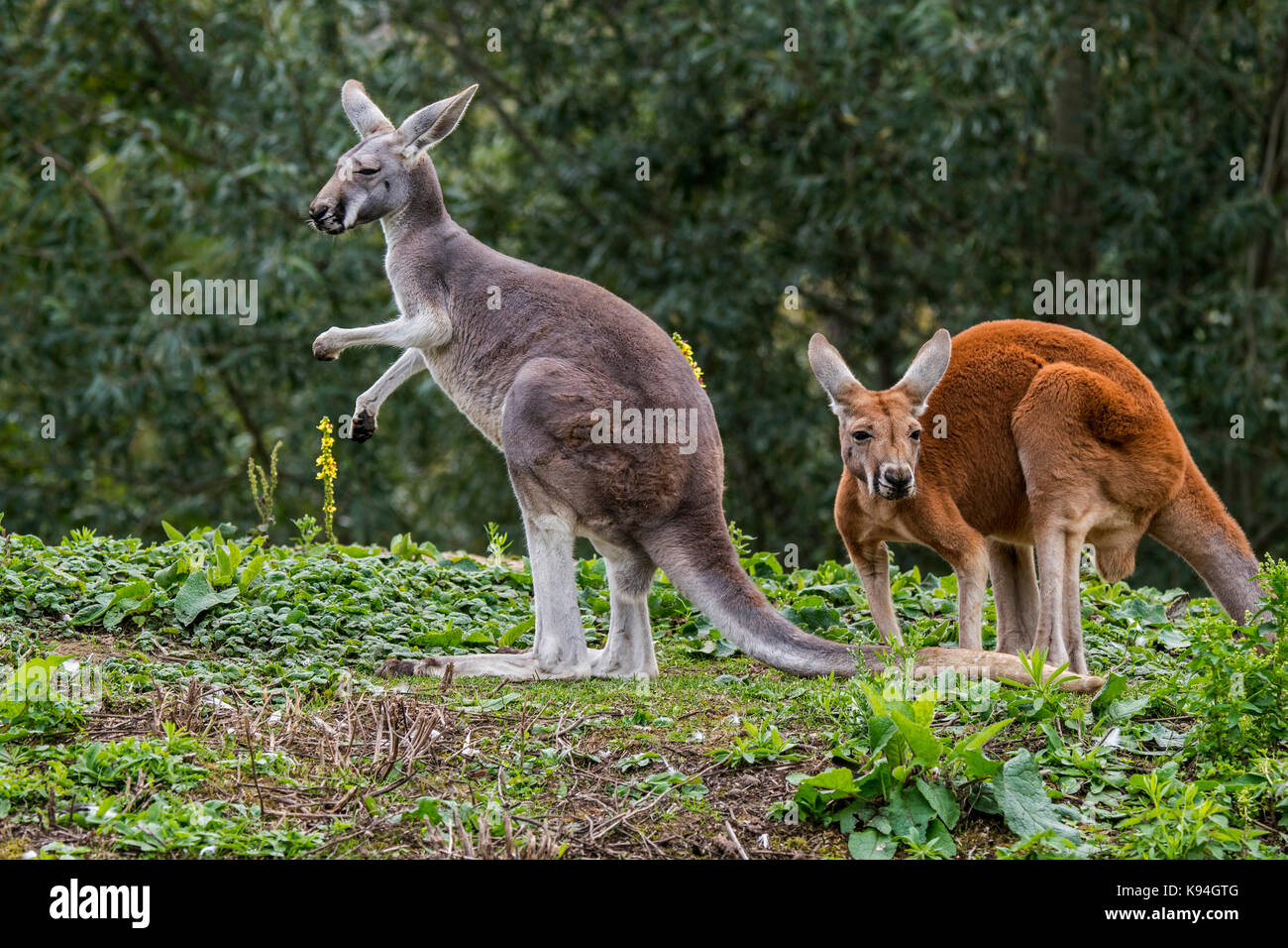 I canguri rossi (macropus rufus) maschio e femmina, nativo di australia Foto Stock