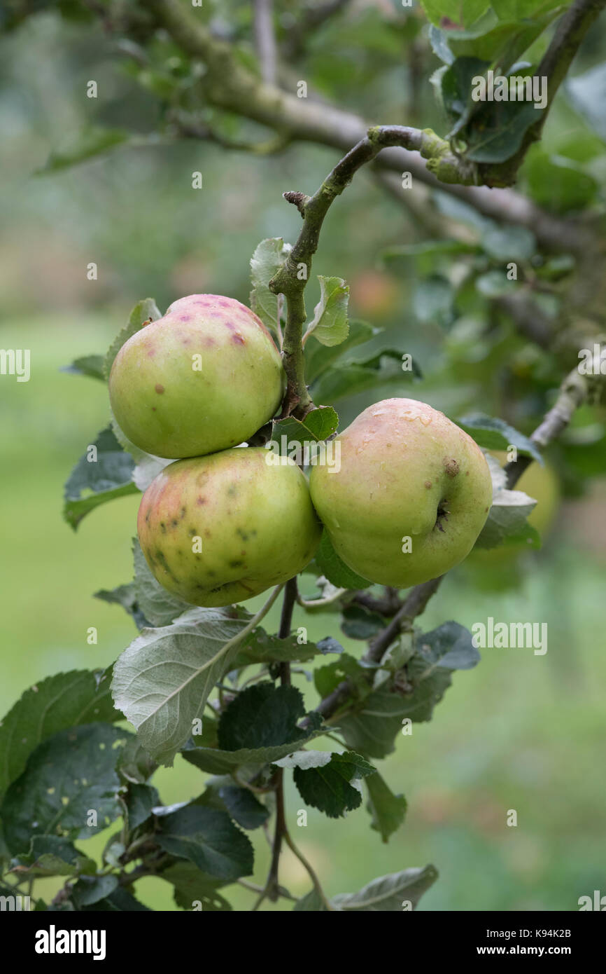 Malus domestica "Anne elizabeth'. Le mele con bitter pit disturbo sull'albero in autunno Foto Stock