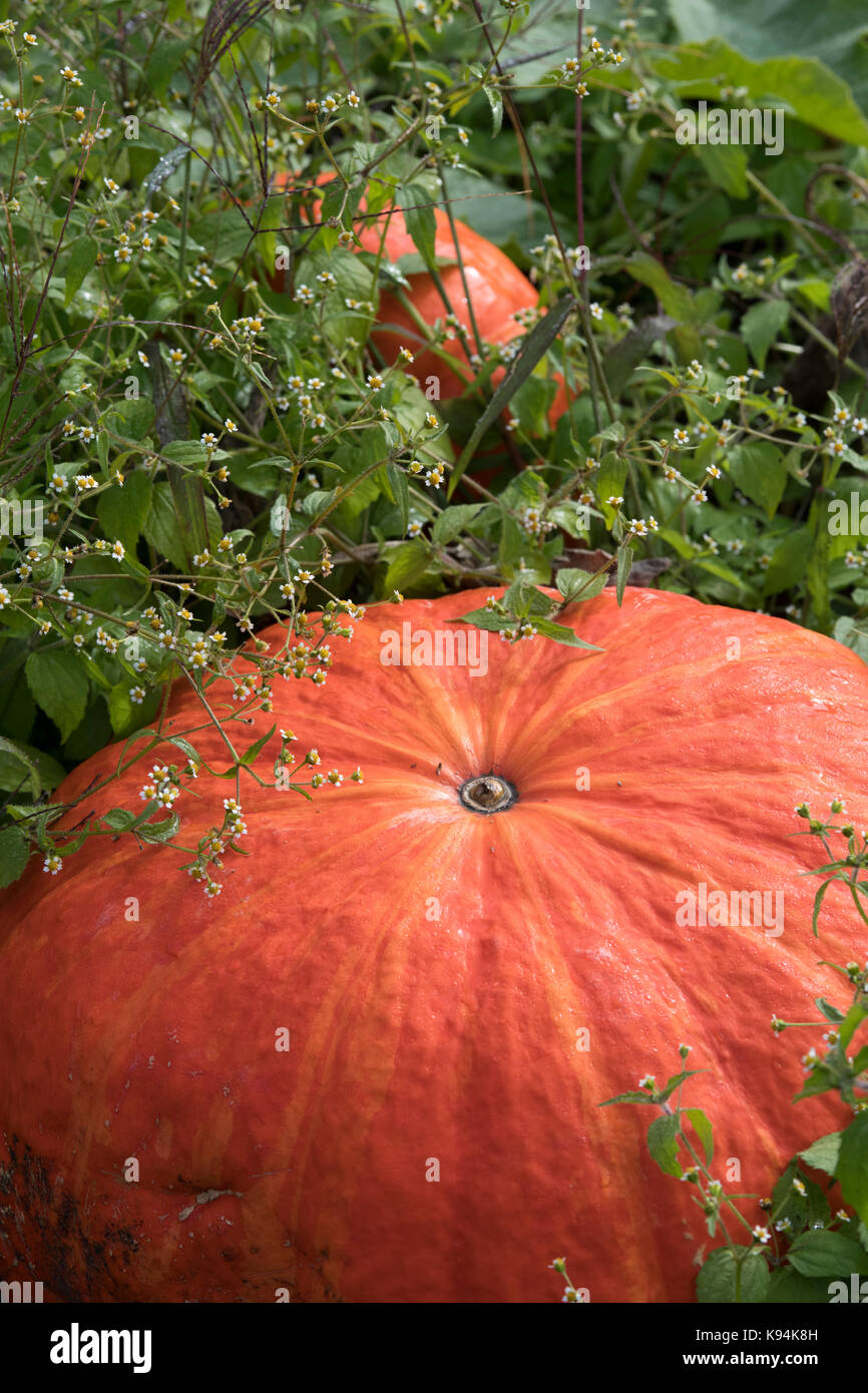 La Cucurbita pepo. La zucca " Rouge vif d'etampes' in un orto in Inghilterra Foto Stock