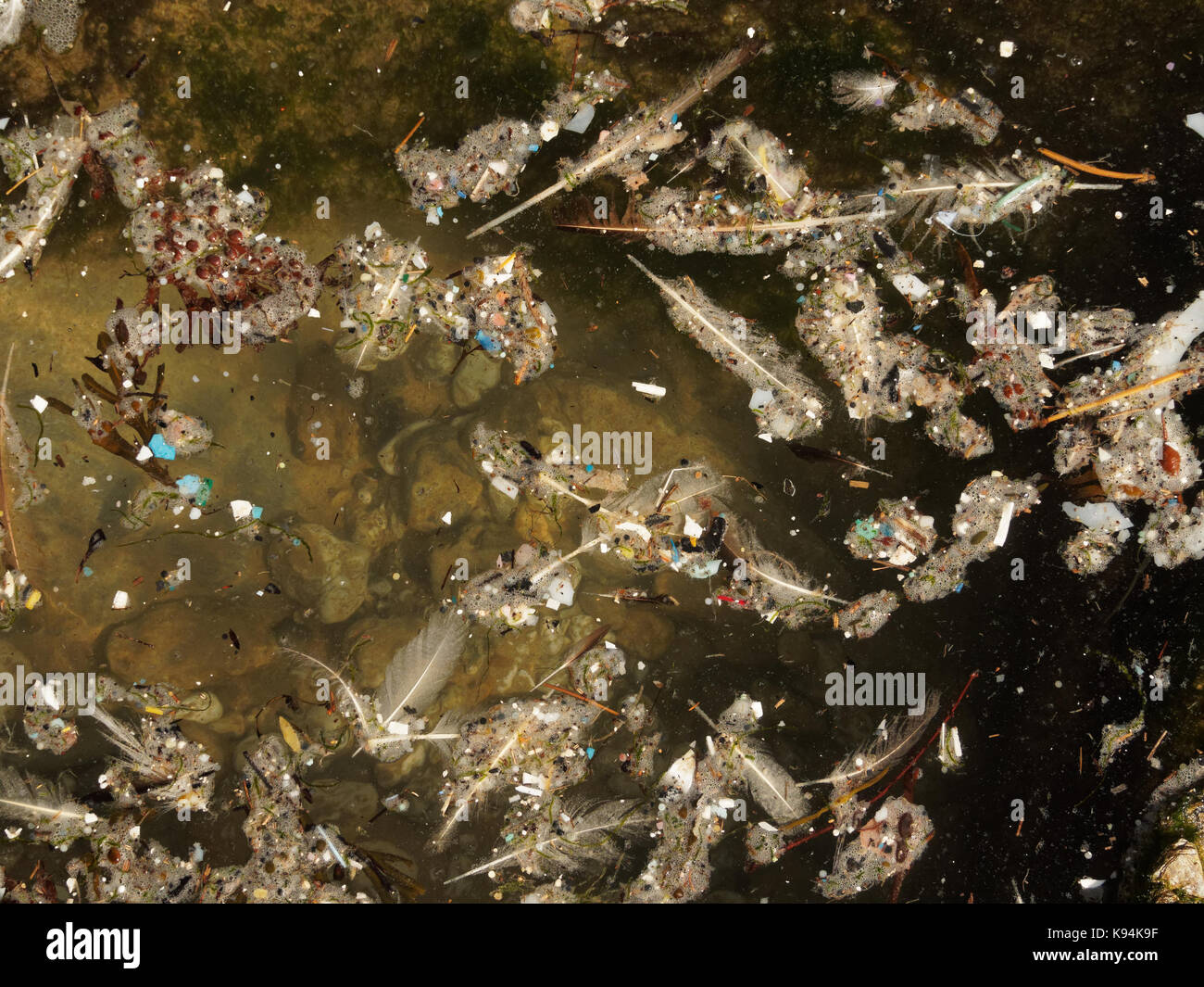 Spiagge e piscine di roccia inquinati con plastica rifiuti micro lavato in su la marea. 21st, settembre, 2017 Robert taylor/alamy live news. newquay, Foto Stock