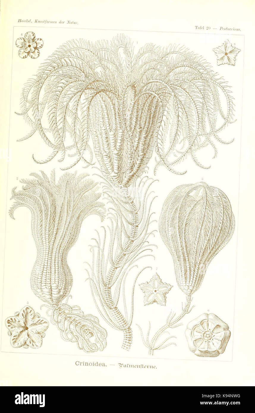 'Kunstformen der Natur' è una famosa opera di Ernst Haeckel che mostra illustrazioni artistiche di forme naturali. Le lastre dimostrano l'intricata bellezza degli organismi naturali, dalla vita marina alle strutture vegetali, sottolineando il contributo di Haeckel all'arte e alla scienza. Foto Stock