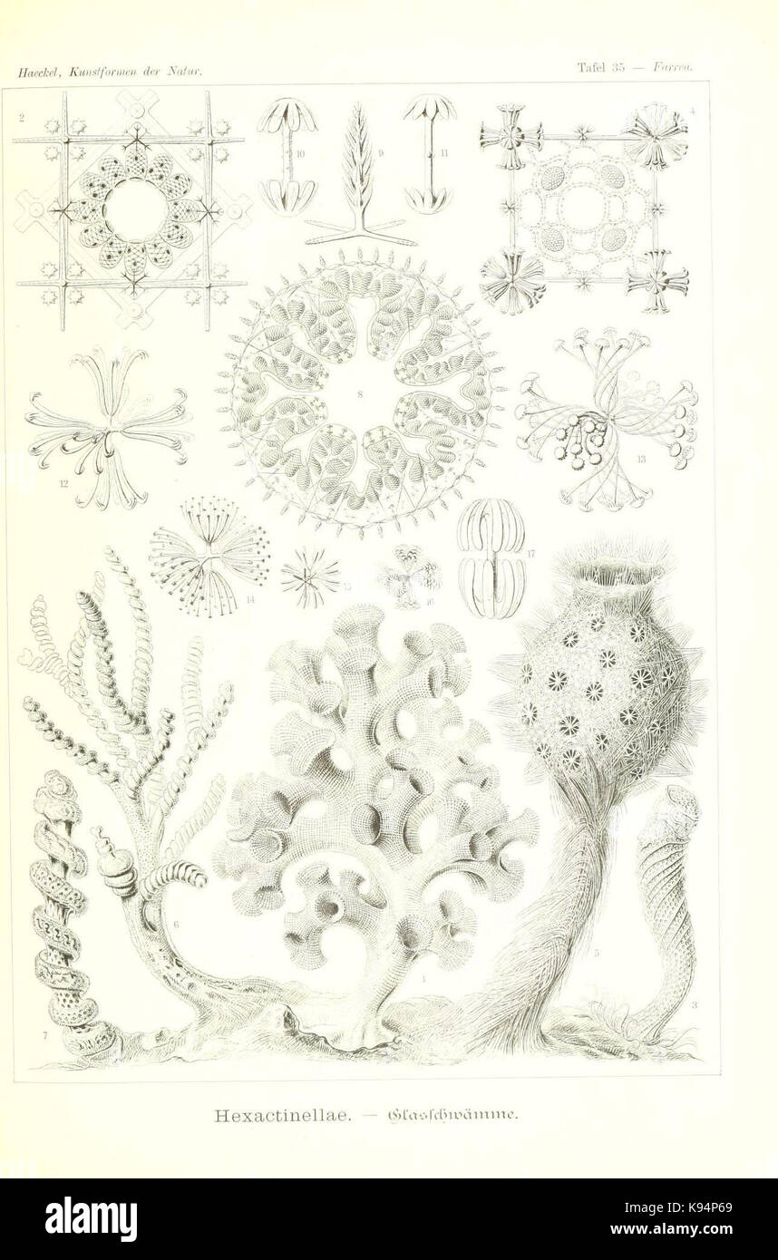 Questa illustrazione tratta da 'Kunstformen der Natur' di Ernst Haeckel raffigura intricate forme biologiche in natura, mostrando il fascino dell'artista per la simmetria e il design che si trovano negli organismi viventi. Il lavoro di Haeckel contribuì sia all'arte che alla comprensione scientifica delle strutture della natura. Foto Stock