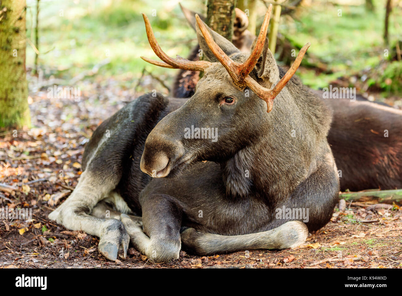 Alci (Alces alces) bull appoggiata nella foresta di conifere. Un altro alci parzialmente visibile dietro di lui. Foto Stock