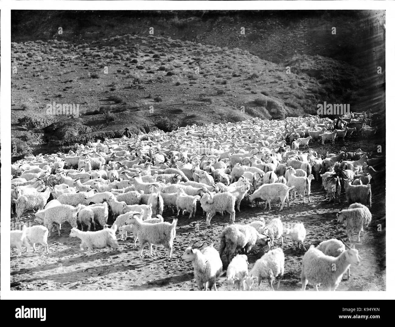 Grande allevamento di capre angora in un campo nei pressi di Moenave, vicino a Tuba City, Arizona, ca.1900 (CHS 3891) Foto Stock
