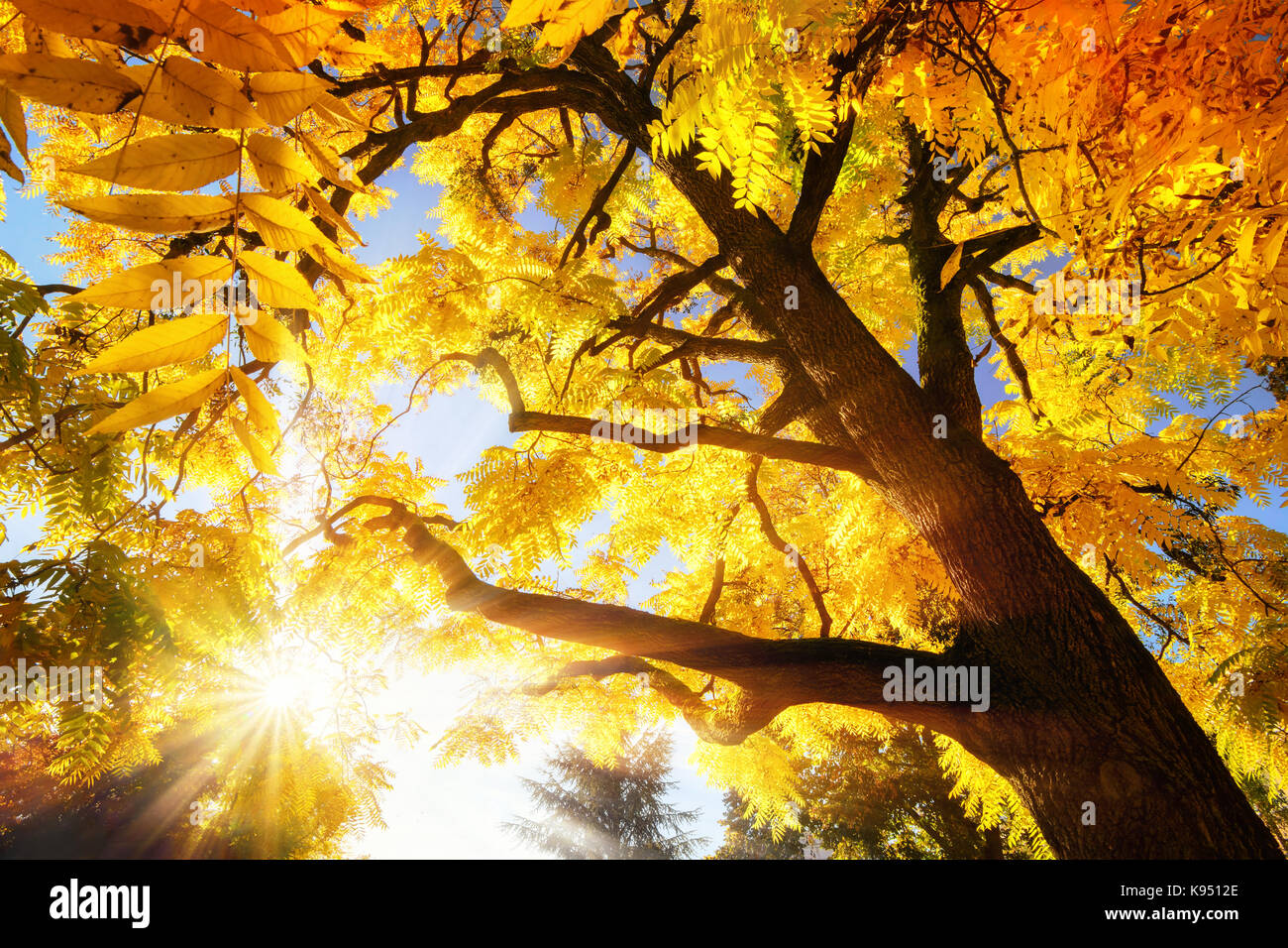 Il luminoso sole autunnale illuminare un treetop con vibrante foglie di giallo Foto Stock