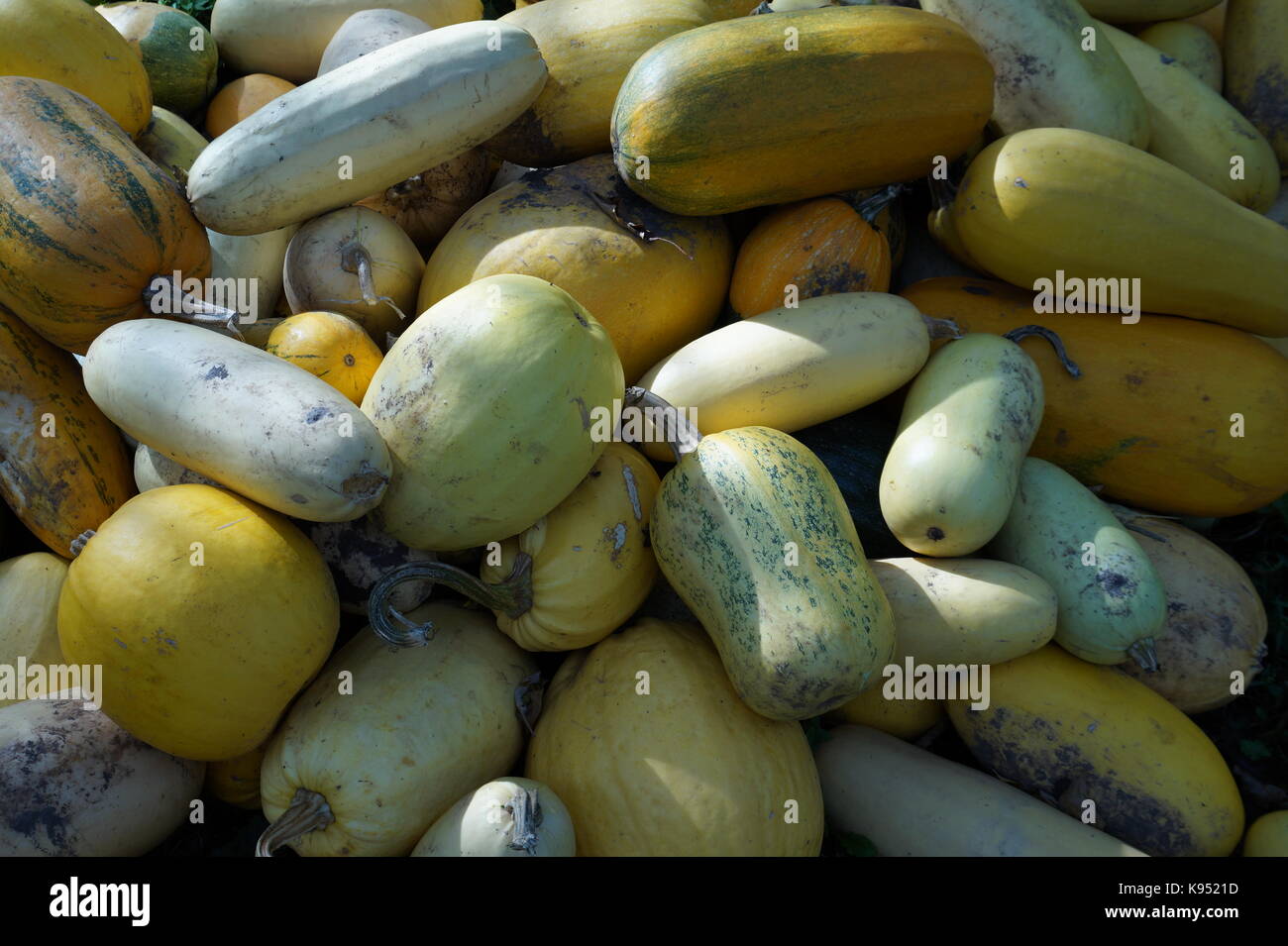 Raccolta zucche impilate in una grande pila. Zucche di varie dimensioni, forme e colori. Foraggio per bestiame. Foto Stock