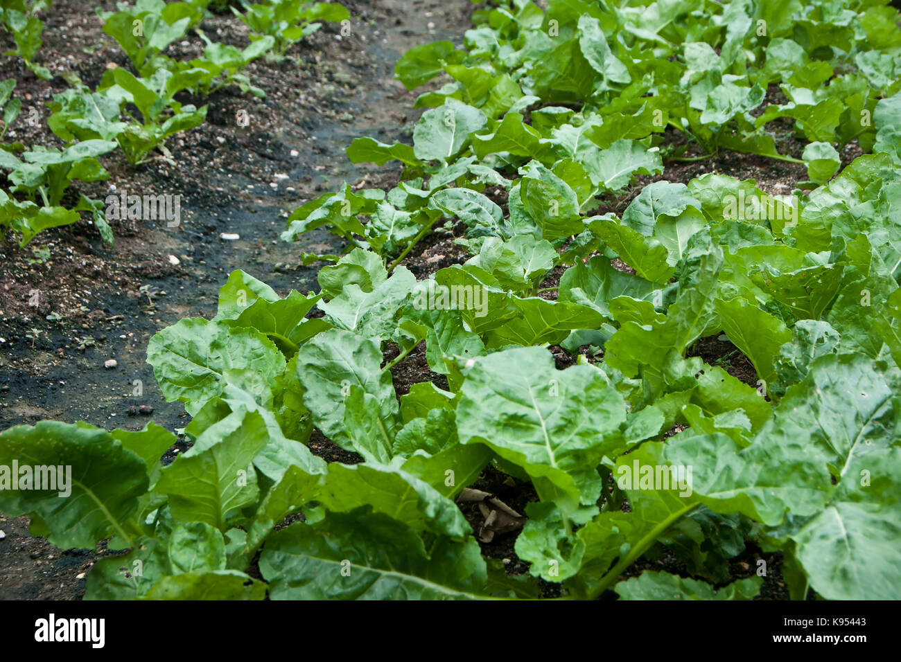 Cavolo cinese o kai lan, azienda agricola biologica /kai-lan (anche scritto come gai-lan) è il nome cantonese per un ortaggio che è anche noto come broccoli cinesi Foto Stock