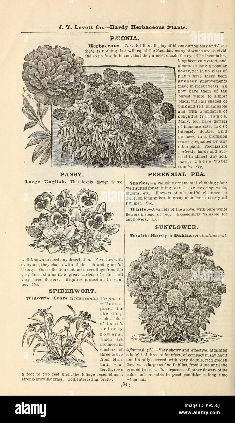 Lovett il catalogo illustrato della frutta e alberi ornamentali e impianti per l'autunno del 1891 (16814875560) Foto Stock