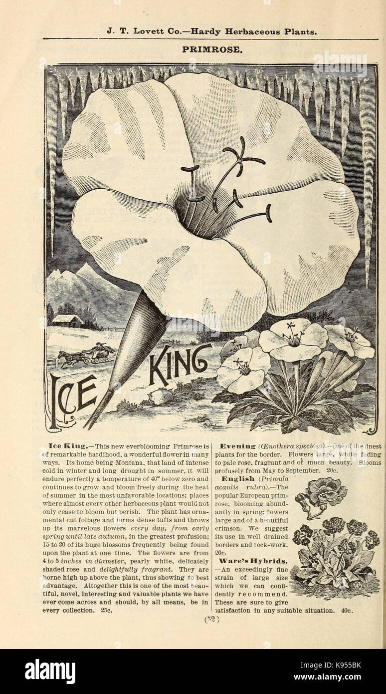 Lovett il catalogo illustrato della frutta e alberi ornamentali e impianti per l'autunno del 1891 (16814873100) Foto Stock