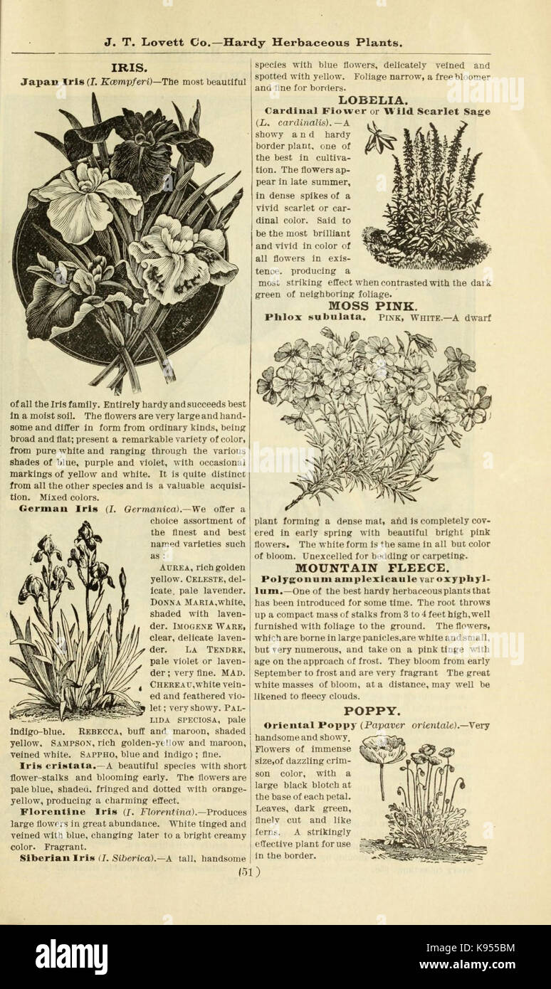 Lovett il catalogo illustrato della frutta e alberi ornamentali e impianti per l'autunno del 1891 (16814870690) Foto Stock