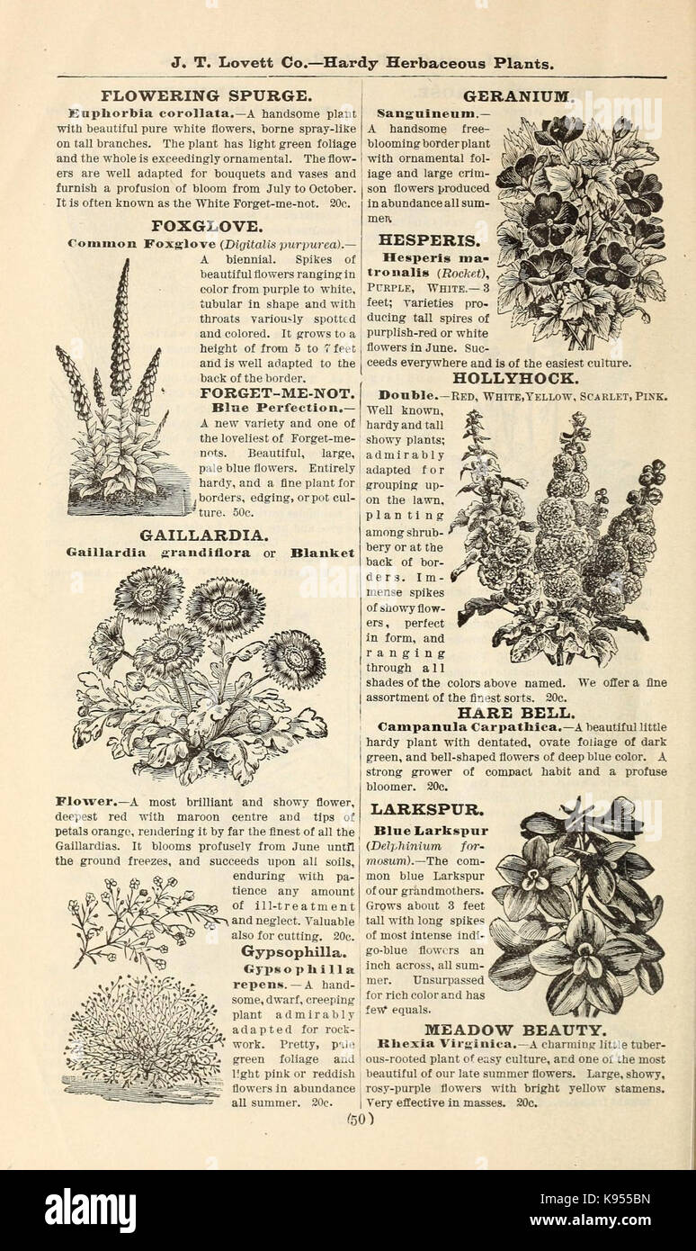 Lovett il catalogo illustrato della frutta e alberi ornamentali e impianti per l'autunno del 1891 (16814613808) Foto Stock