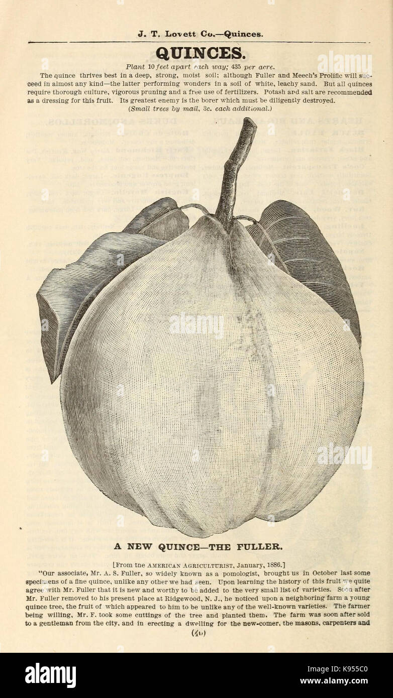 Lovett il catalogo illustrato della frutta e alberi ornamentali e impianti per l'autunno del 1891 (16814853420) Foto Stock