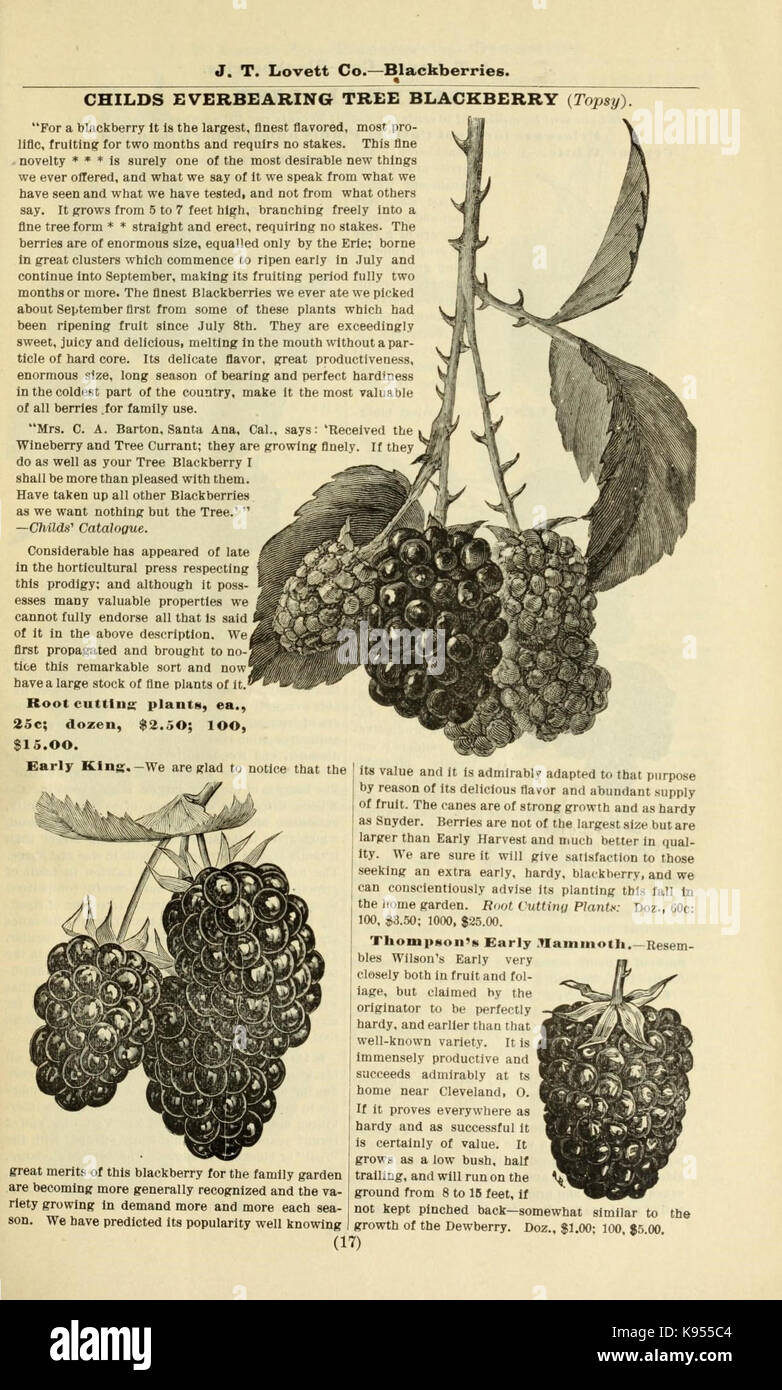 Lovett il catalogo illustrato della frutta e alberi ornamentali e impianti per l'autunno del 1891 (16379926714) Foto Stock