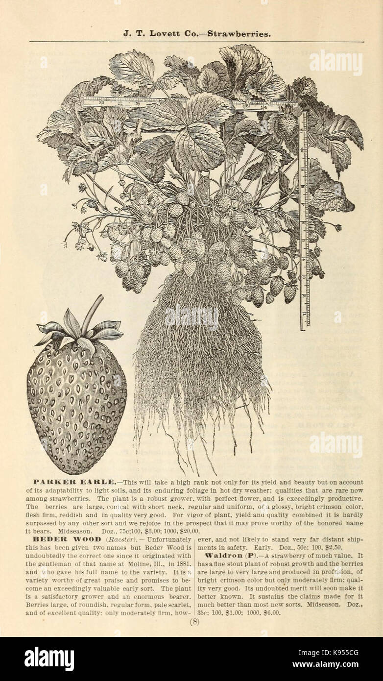 Lovett il catalogo illustrato della frutta e alberi ornamentali e impianti per l'autunno del 1891 (17002309455) Foto Stock