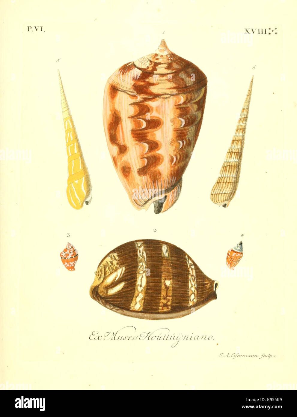 Les delices des yeux et de l'esprit, ou, raccolta generale des differentes especes de coquillages que la mer renferme (8366957289) Foto Stock